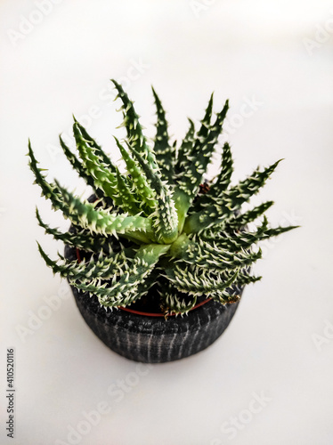 Decorative plant on white table.

Zagreb, Croatia - February 1st 2021