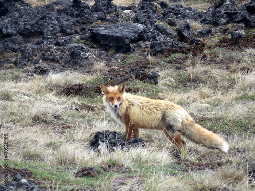 Fototapeta Naklejka Na Ścianę i Meble -  Wild fox with thick fur in the far east Kamchatka peninsula, Russia.