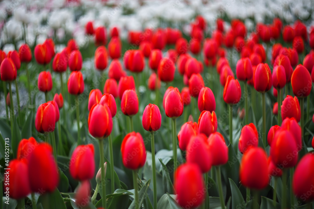 Beautiful bright red tulips bloom in spring. Spring background. Tulips grow in rows in the garden. Beautiful bright red tulips bloom in spring. Spring background. Tulips grow in rows in the garden.