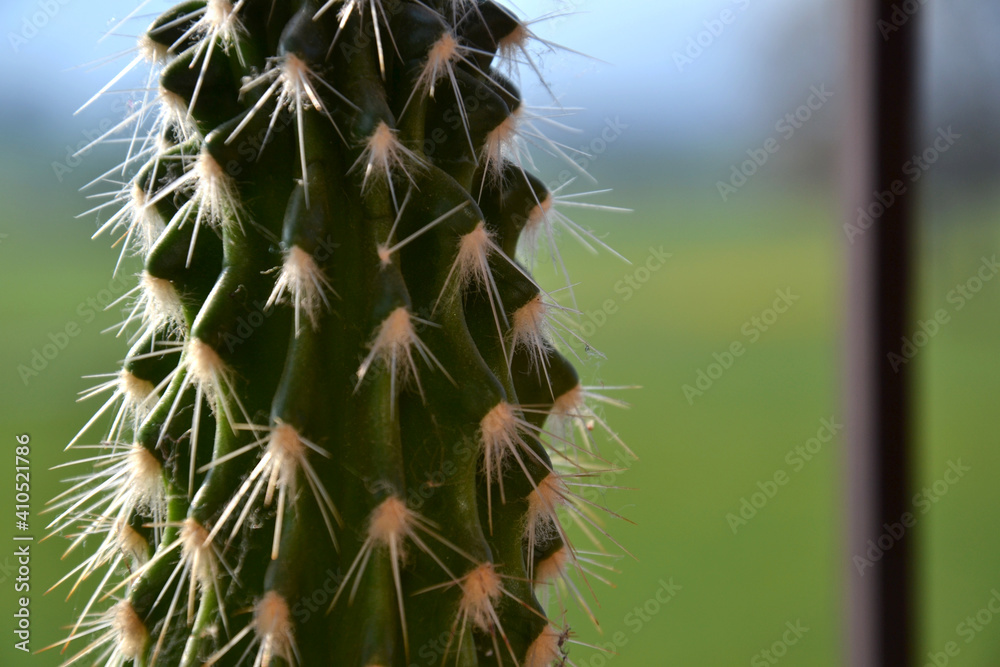 cactus cactus