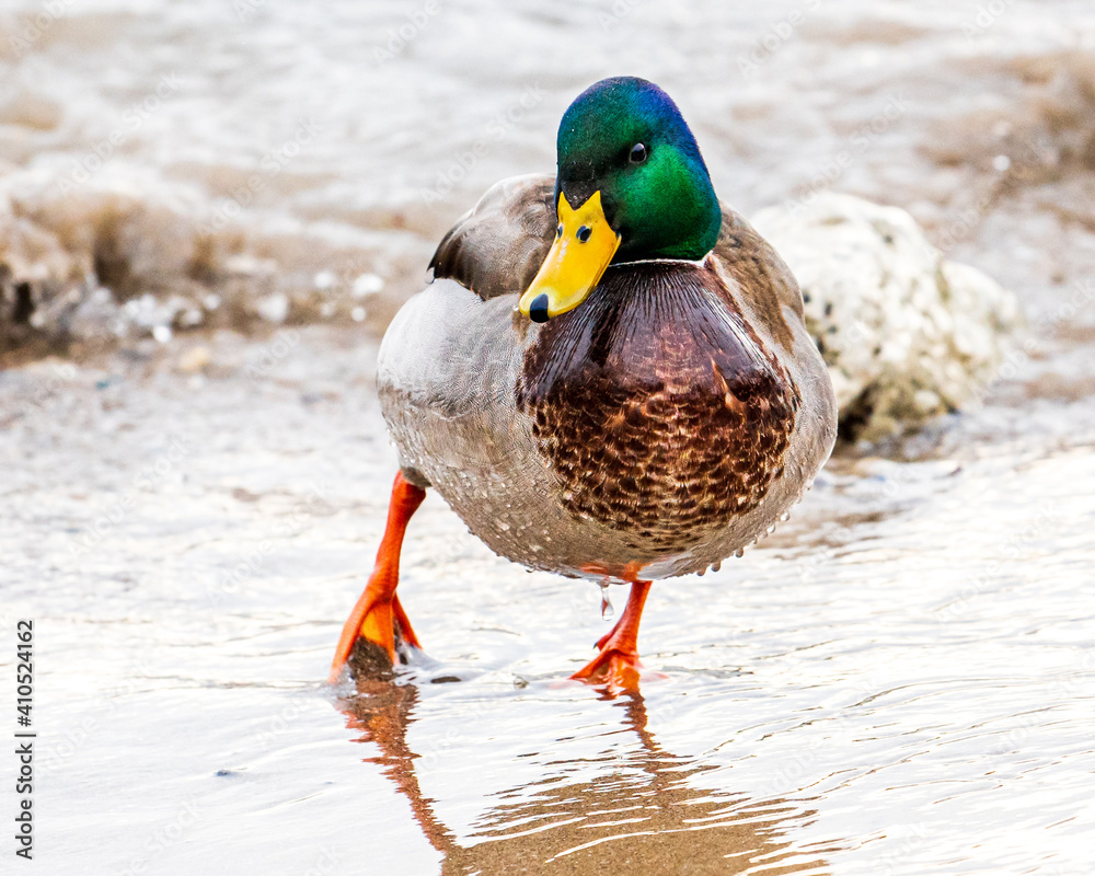 Male Mallard Duck walking head on toward camera on wet shore line