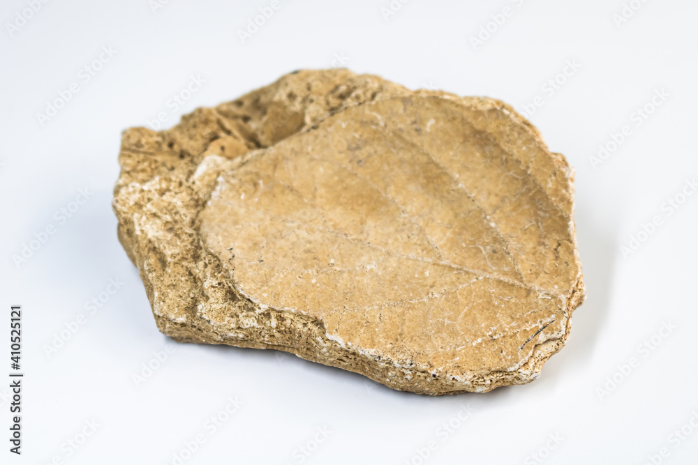 Leaf fossil imprint on a neutral white background.