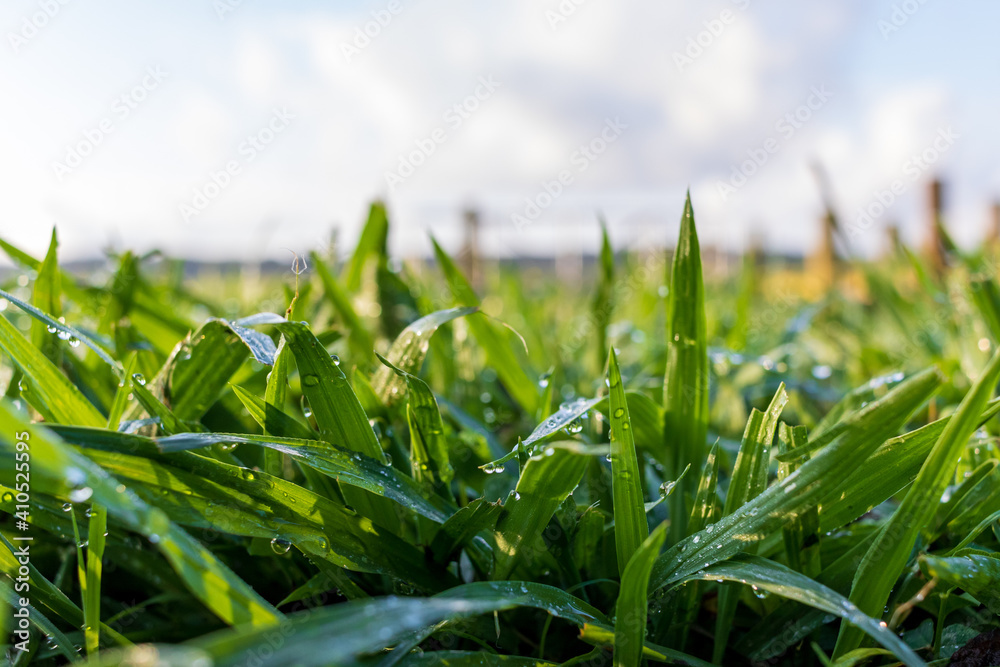Obraz premium green grass and blue sky