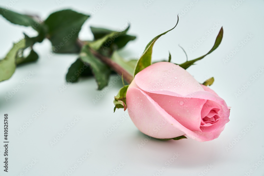 pink rose