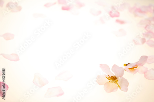 Fototapeta Naklejka Na Ścianę i Meble -  桜の花びら　透過光