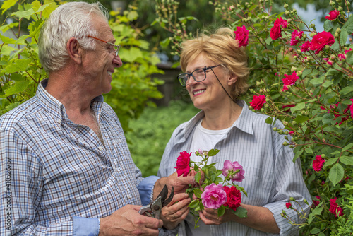 Senior happy smiling man and woman couple cut roses on a sunny day. Spring and summer gardening © TSViPhoto