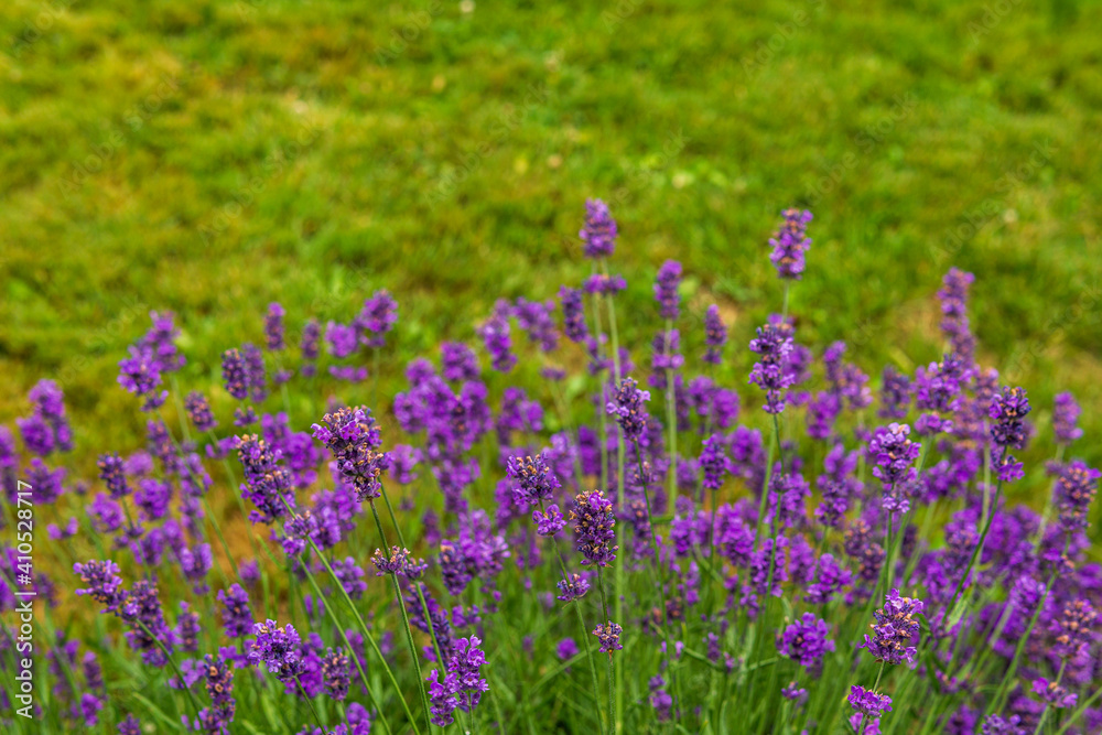 lavender flowers on the background of a green lawn.