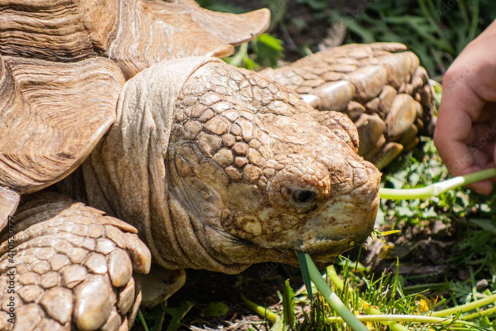 Naklejka premium Close-up of the head of a giant turtle under the bright sun in the green grass. Selective focus.