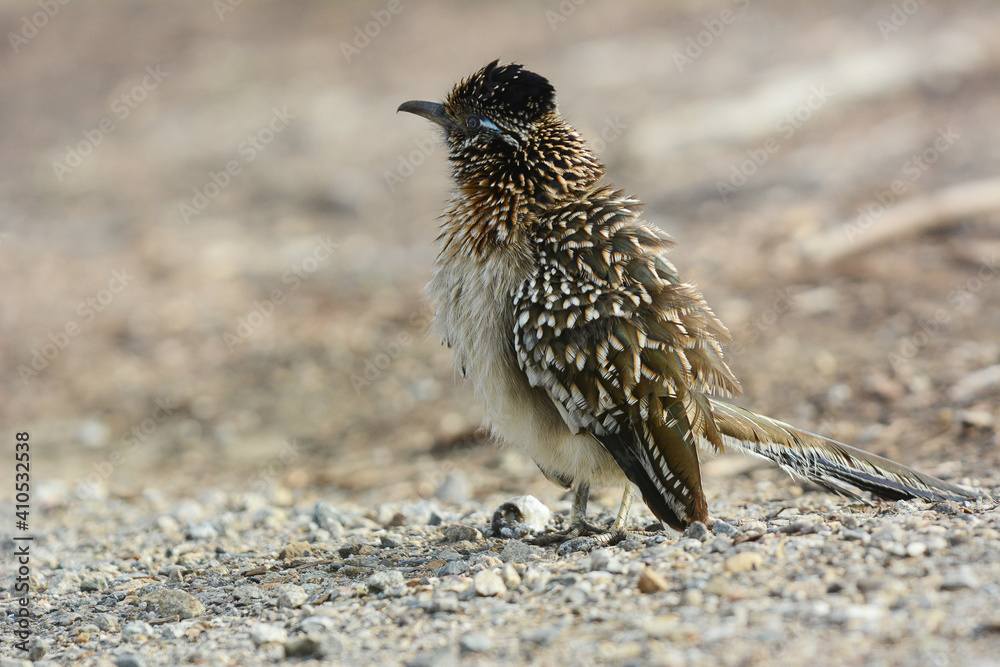 Obraz premium Greater Roadrunner with ruffled feathers on a dirt road.