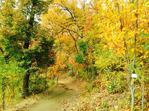 yellow in autumn