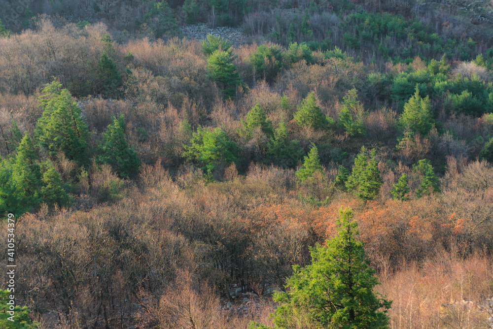 Obraz premium forest in the morning
