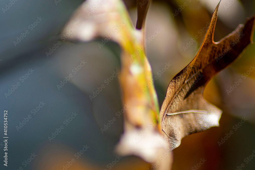 Maple leaf up close, Macro photography, blurred foreground, background in focus. Maple leaf up close, Macro photography, blurred foreground, background in focus.