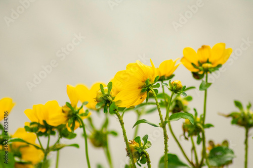 A Different Perspective, yellows, royalty free stock image.