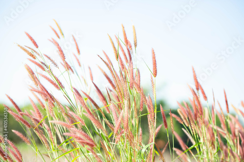 The flowers of the grass in nature are beautiful.