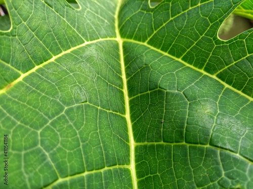 The fresh photo of papaya leaf on field.