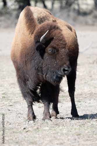 american bison buffalo © Bruce