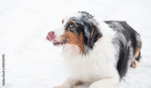Australian shepherd dog with different colours eyes lying on snow in winter. 