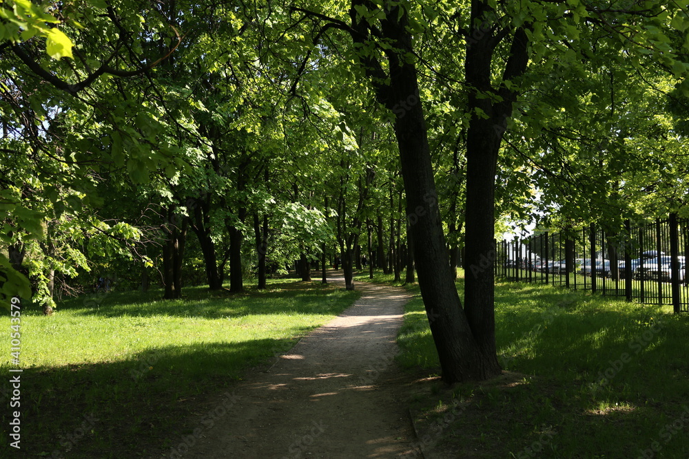 trees in the park, sun, summer