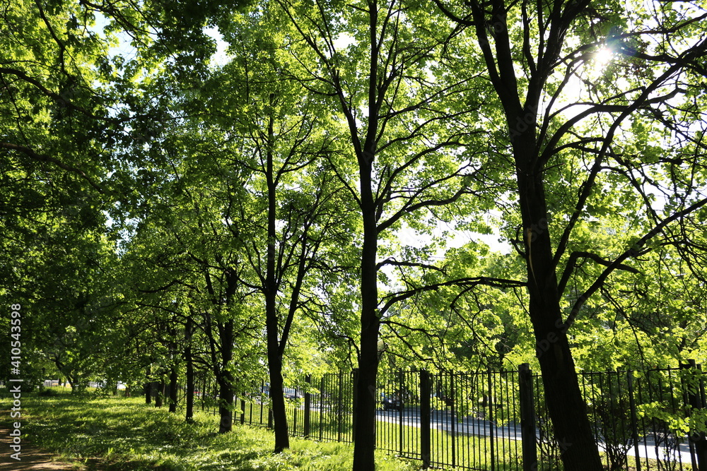 Fototapeta premium trees in the park, sun, summer