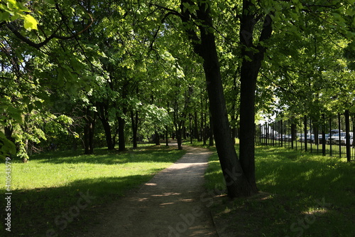 trees in the park, sun, summer