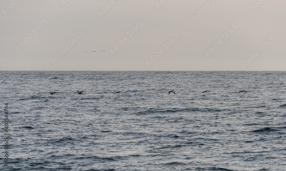 Flock of brown pelicans flying in formation close to the surface of the Pacific ocean near Point Mugu, Ventura County, Southern California