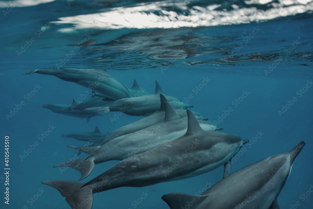 Fototapeta premium A Pod of Wild Spinner Dolphins in Hawaii 