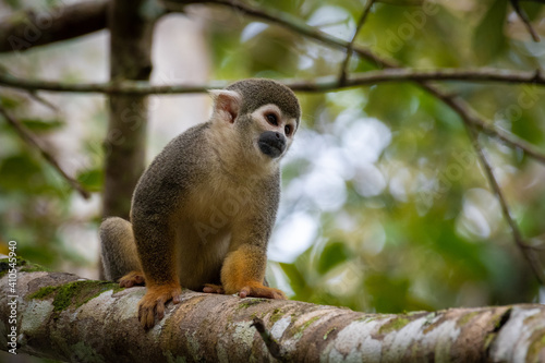 Squirrel monkey © erick