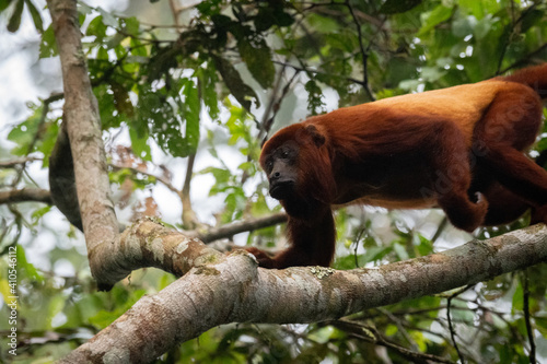 Howler monkey