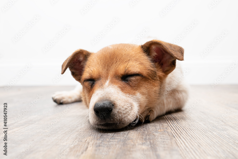 Sleeping Jack Russell puppy