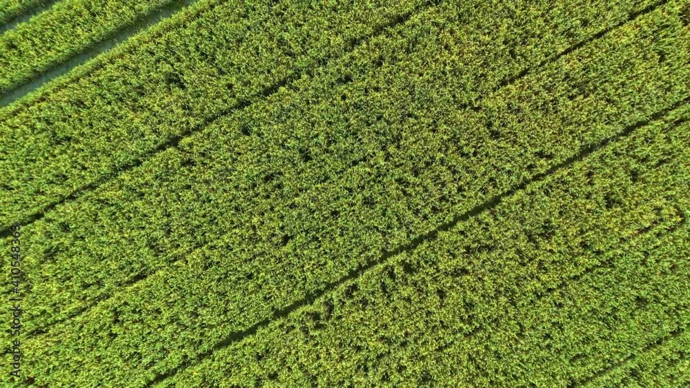 Aerial view of the green natural wheat fields with green wheat stalks, shooting over beautiful natural wheat fields, natural landscape Aerial view of the green natural wheat fields with green wheat stalks, shooting over beautiful natural wheat fields, natural landscape