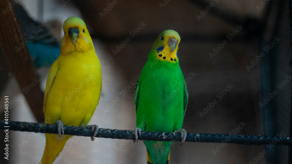 Fototapeta premium melopsittacus undulatus