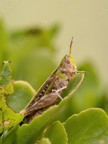 Adult Stridulating Slantface Grasshopper photo