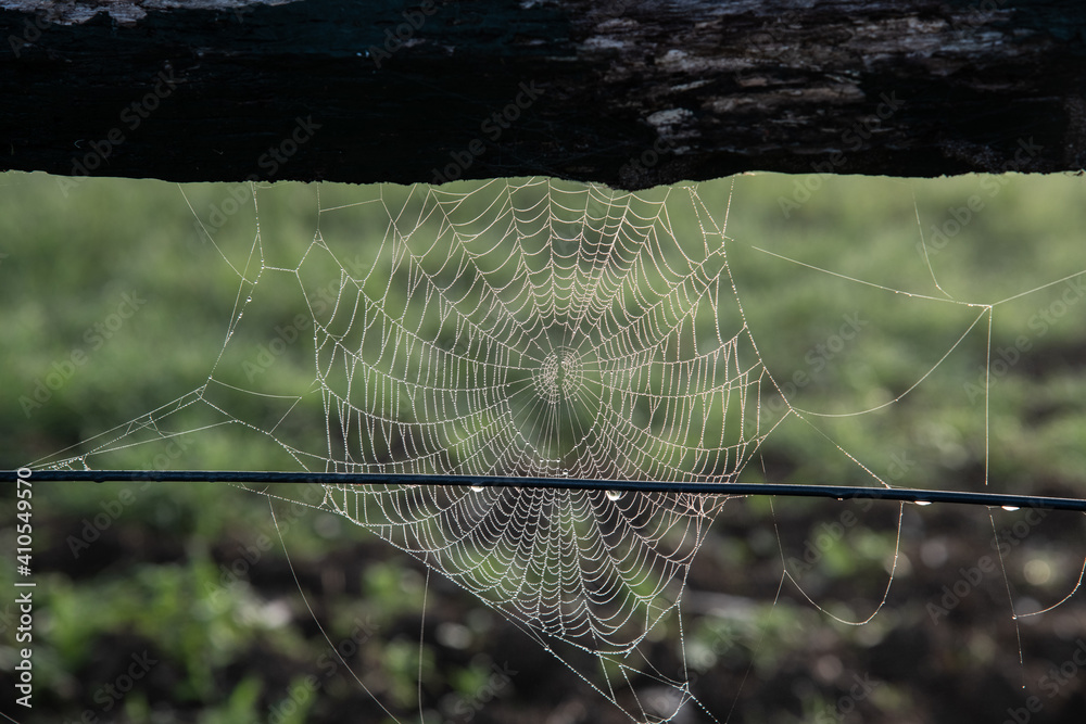 Spider web on fence