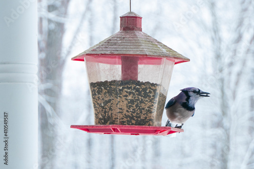Blue Jay feeding from Bird Feeder on Snowy Day
