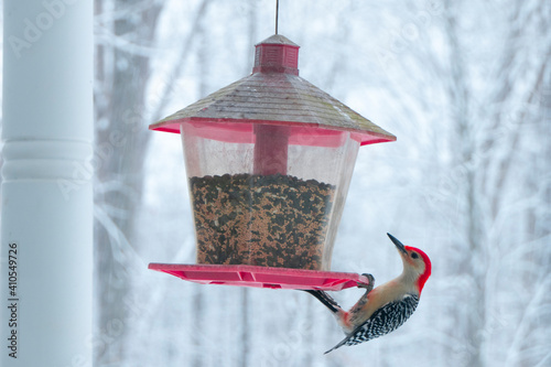 Red-Bellied Woodpecker feeding from Bird Feeder on Snowy Day