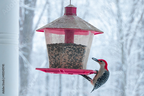 Red-Bellied Woodpecker feeding from Bird Feeder on Snowy Day