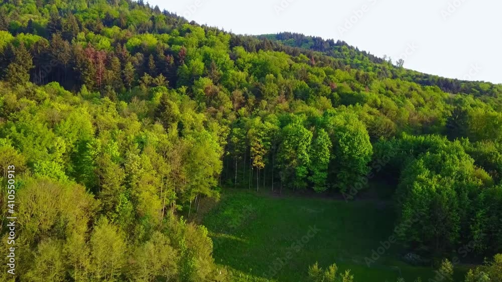 A forest in a small town in Germany, shooting while moving backwards A forest in a small town in Germany, shooting while moving backwards