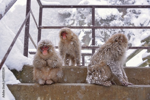 Japanese monkey in Jigokudani Monkey Park in Nagano Prefecture, Japan
 photo