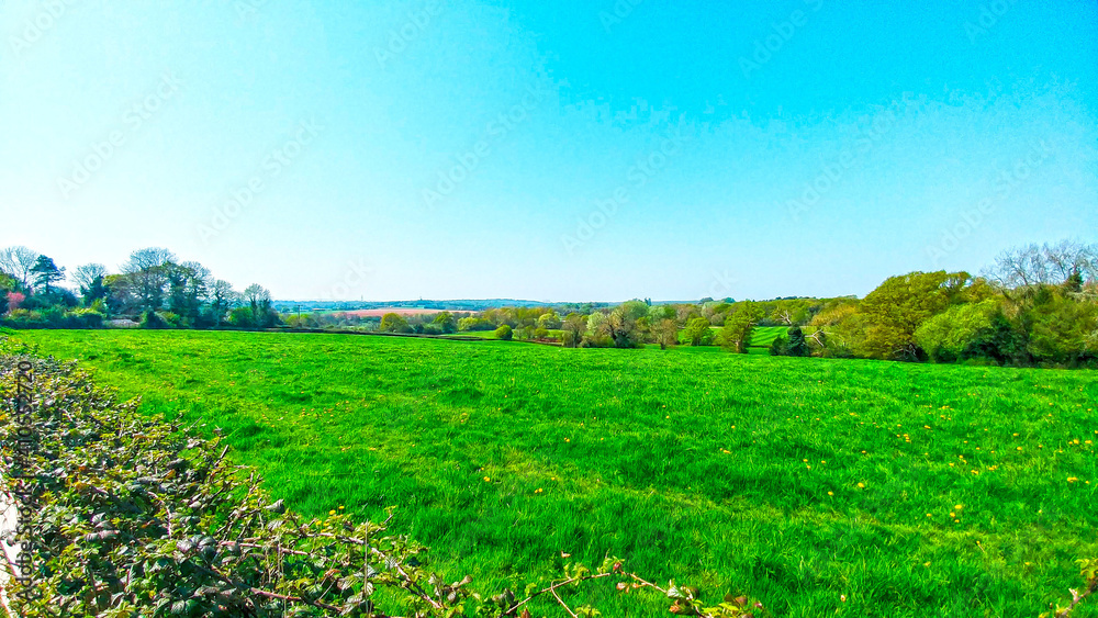 Green fields in the countryside on a sunny summer day