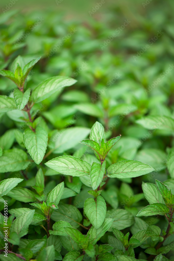 juicy summer greens. Mint plant grow at the vegetable garden juicy summer greens. Mint plant grow at the vegetable garden