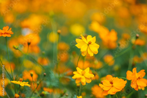 Yellow cosmos flowers blooming in the garden © Farknot Architect