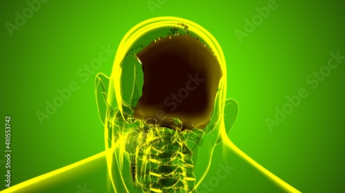 Fotografie Human Skeleton Skull Occipital Bone Anatomy For Medical Concept