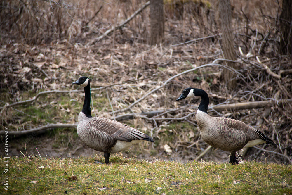 April 2020: A pair of Canada geese wandering a forest in spring time, Southwestern Ontario, Canada. April 2020: A pair of Canada geese wandering a forest in spring time, Southwestern Ontario, Canada.