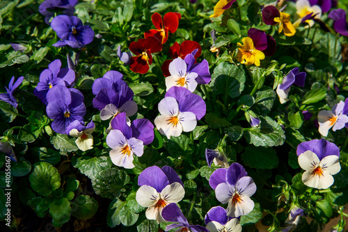 A lush blooming colorful pansy flower