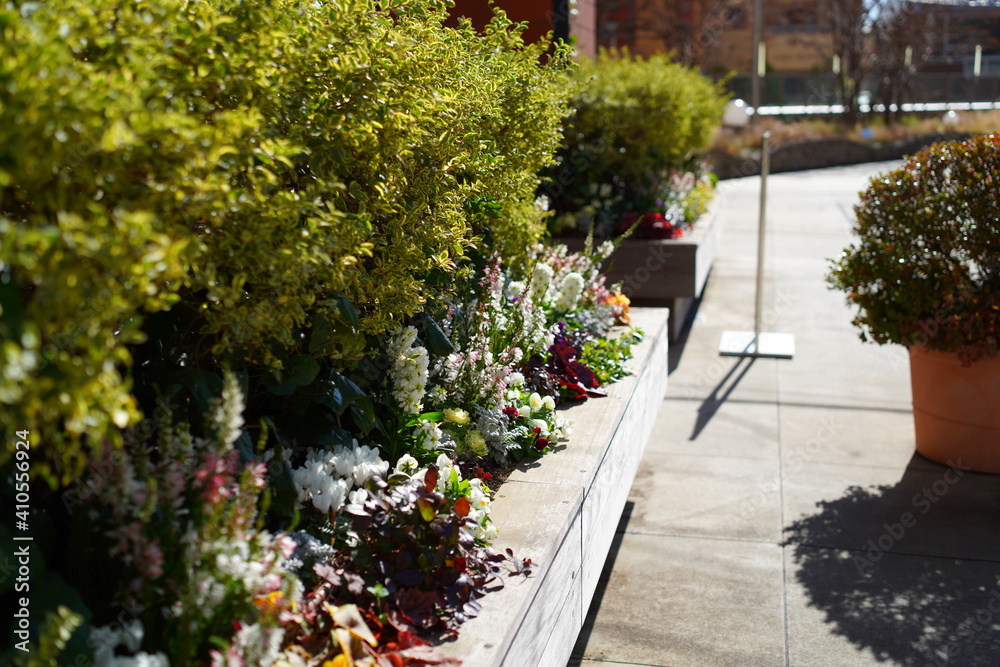 Obraz premium 花壇に咲く花