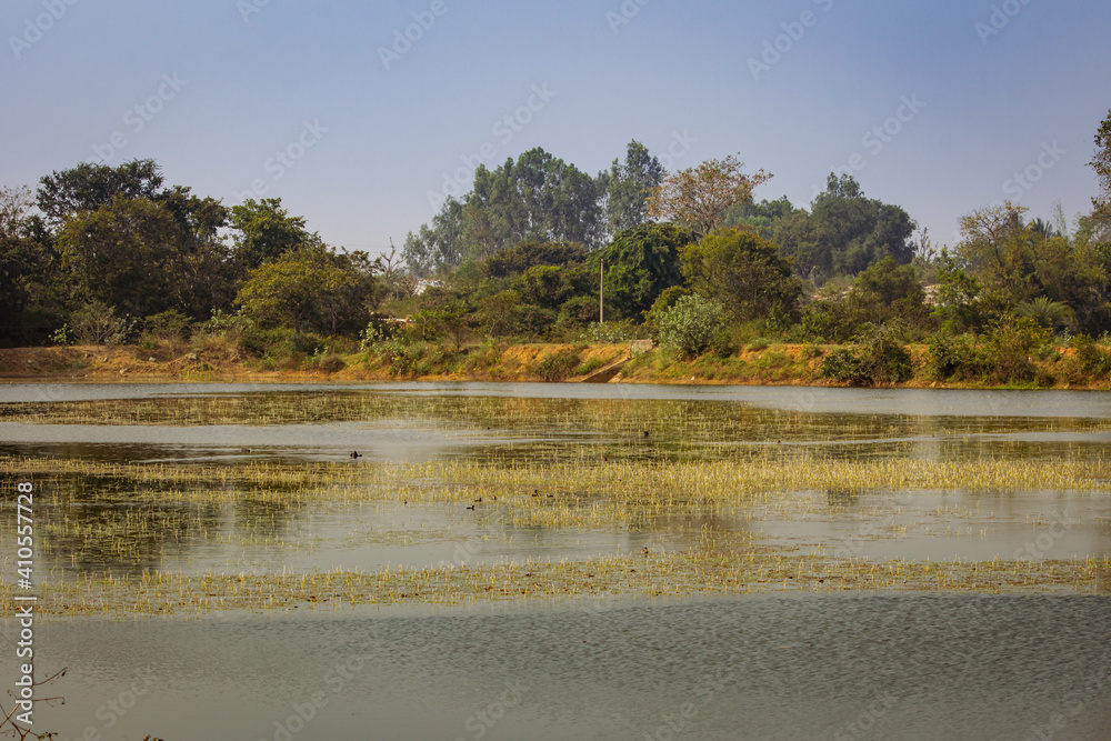 Scenic view of the wetland in wilderness, Karnataka, India. Swamp area in reserve forest Scenic view of the wetland in wilderness, Karnataka, India. Swamp area in reserve forest