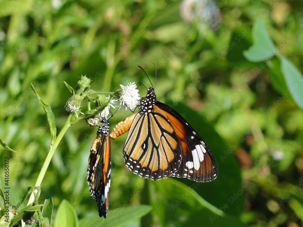 Close up shot of Plain tiger butterfly prepare to mate Close up shot of Plain tiger butterfly prepare to mate