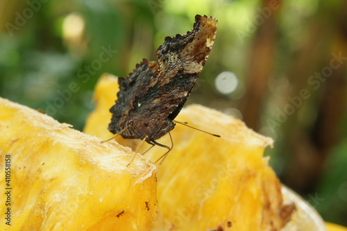 Close up shot of Kaniska canace butterfly eating a pineapple photo