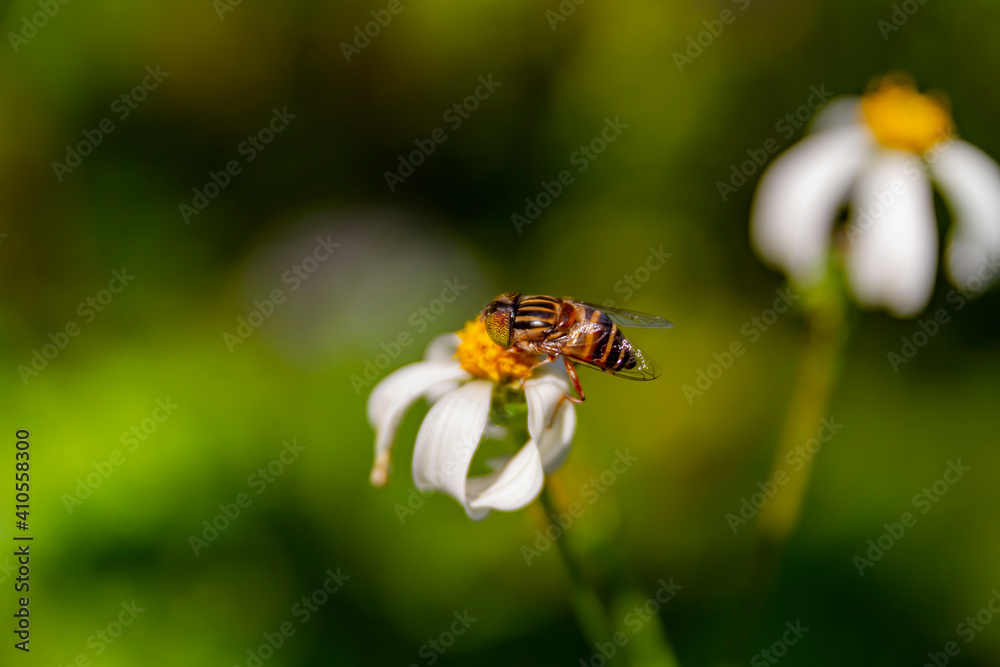 Naklejka premium Close up shot of a Eristalinus on flower