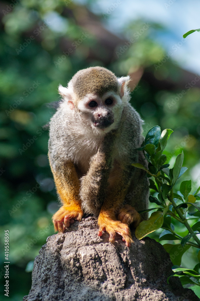animal, agua, pingüinos, lobo, orangutan, animal acuático, mono, oso, jirafa, mariposa, oso panda, panda, animal, agua, pingüinos, lobo, orangutan, animal acuático, mono, oso, jirafa, mariposa, oso panda, panda,